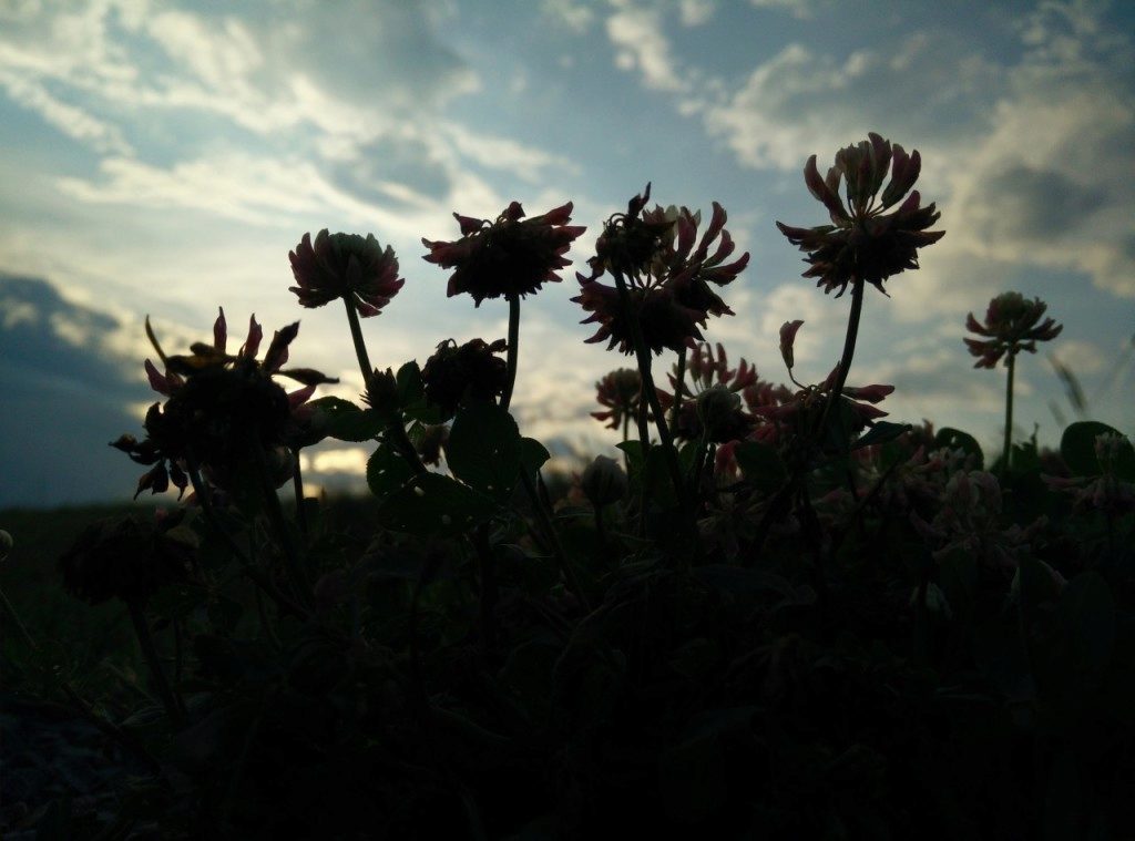oneplus one ukazkova fotografie 2