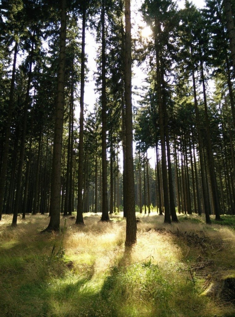 oneplus one ukazkova fotografie 23