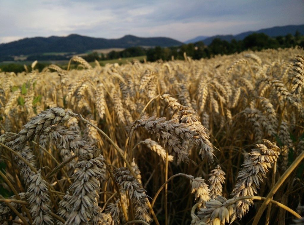 oneplus one ukazkova fotografie 3