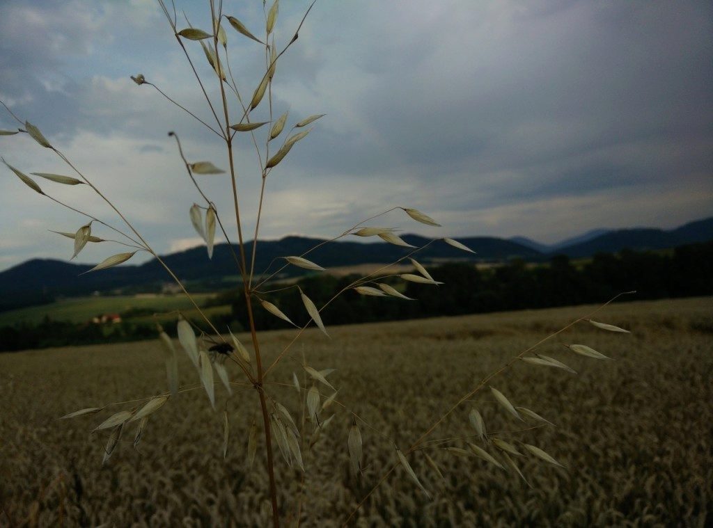 oneplus one ukazkova fotografie 4