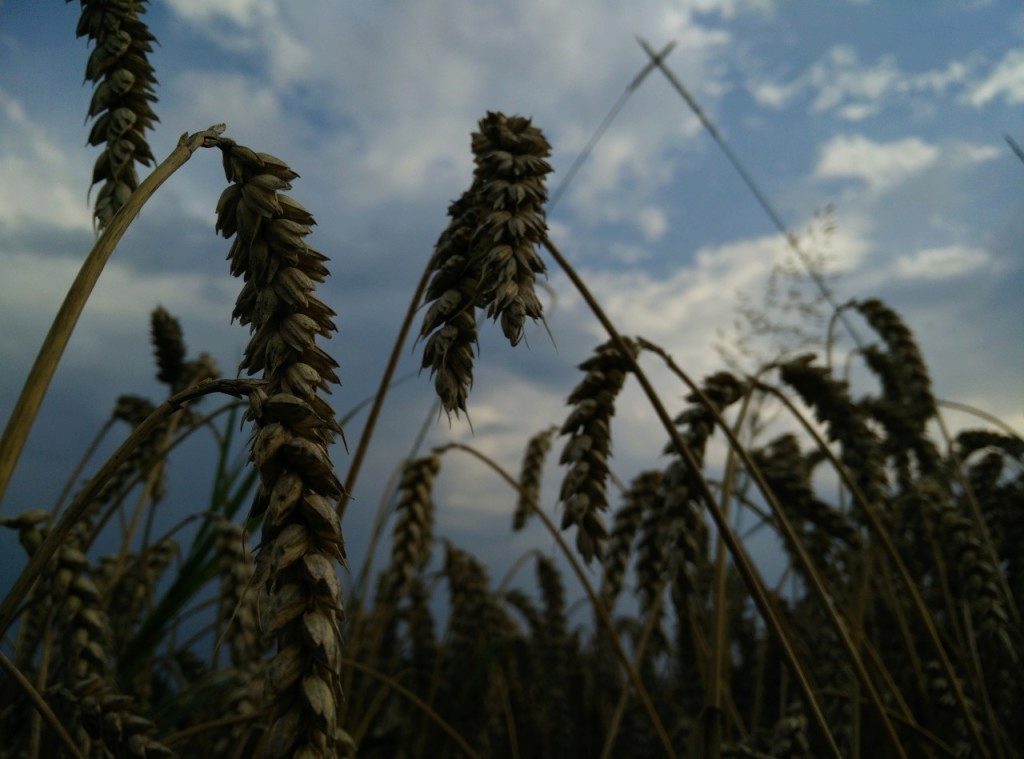 oneplus one ukazkova fotografie 5
