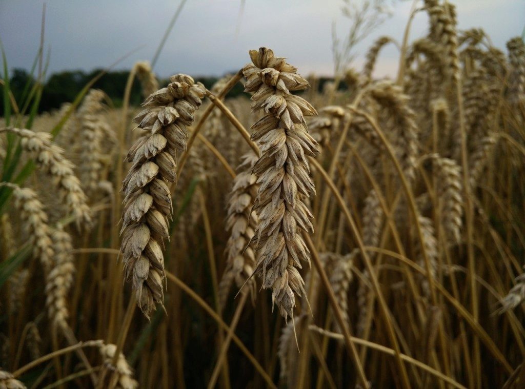 oneplus one ukazkova fotografie 6
