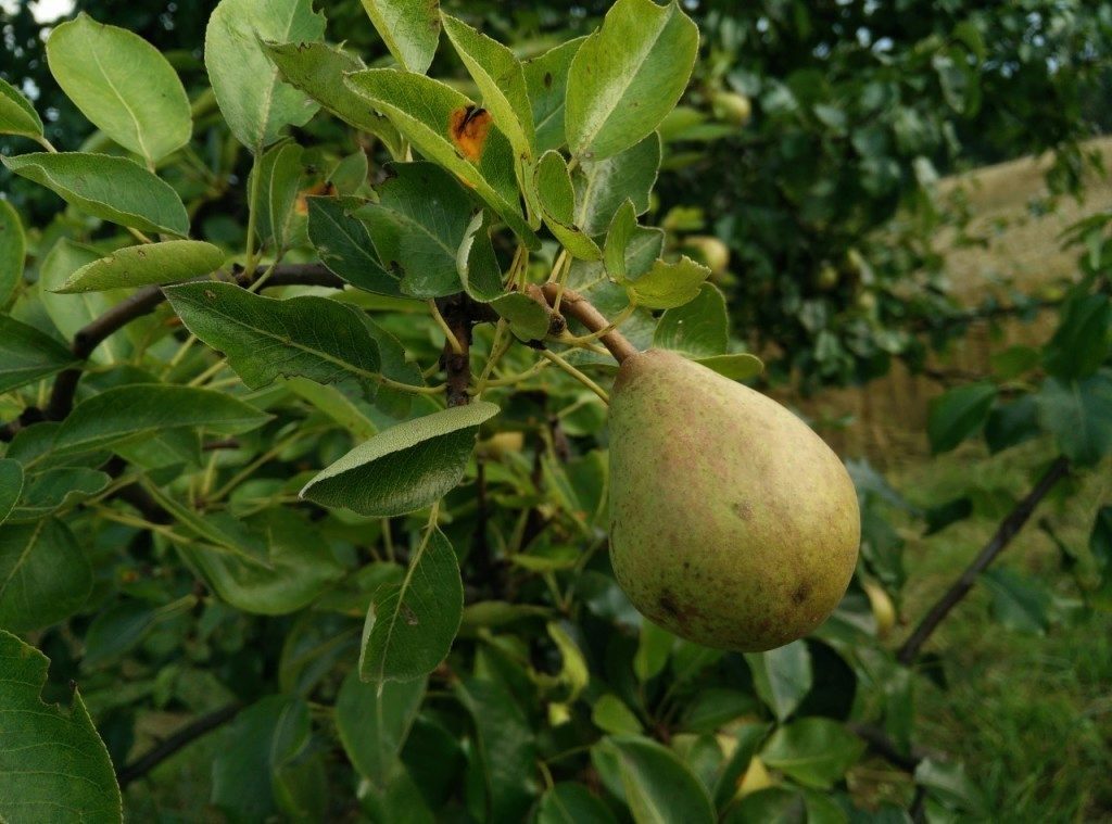 oneplus one ukazkova fotografie 8