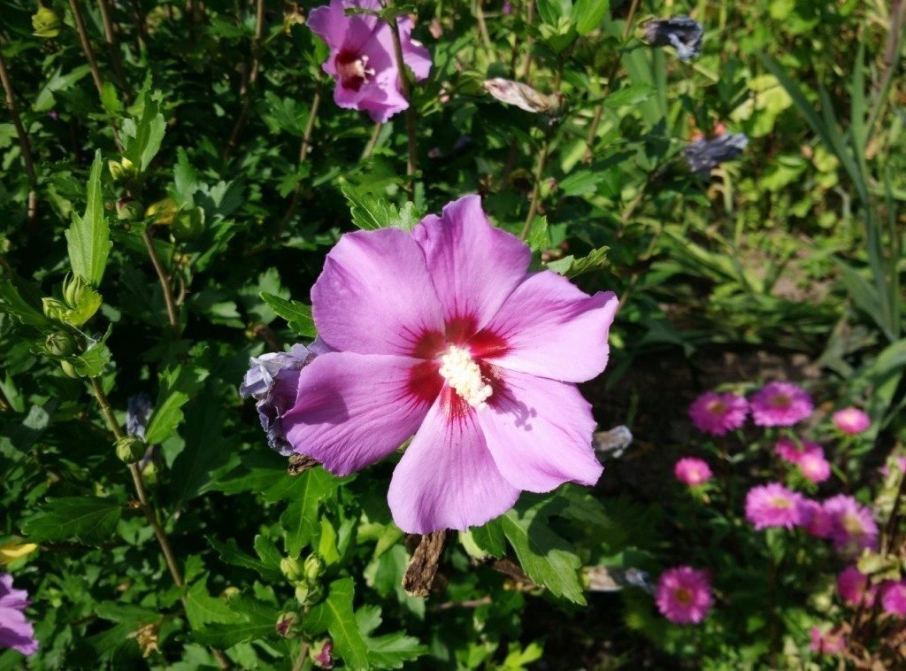 xiaomi mi4 test fotoaparatu 1