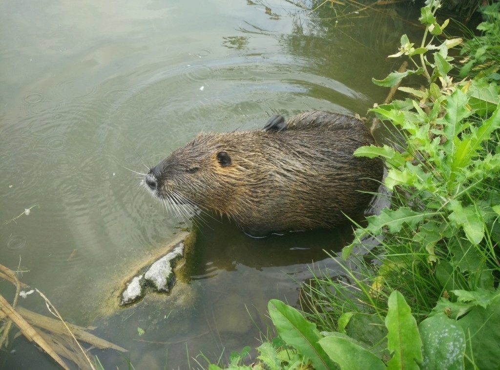 xiaomi mi4 test fotoaparatu 4