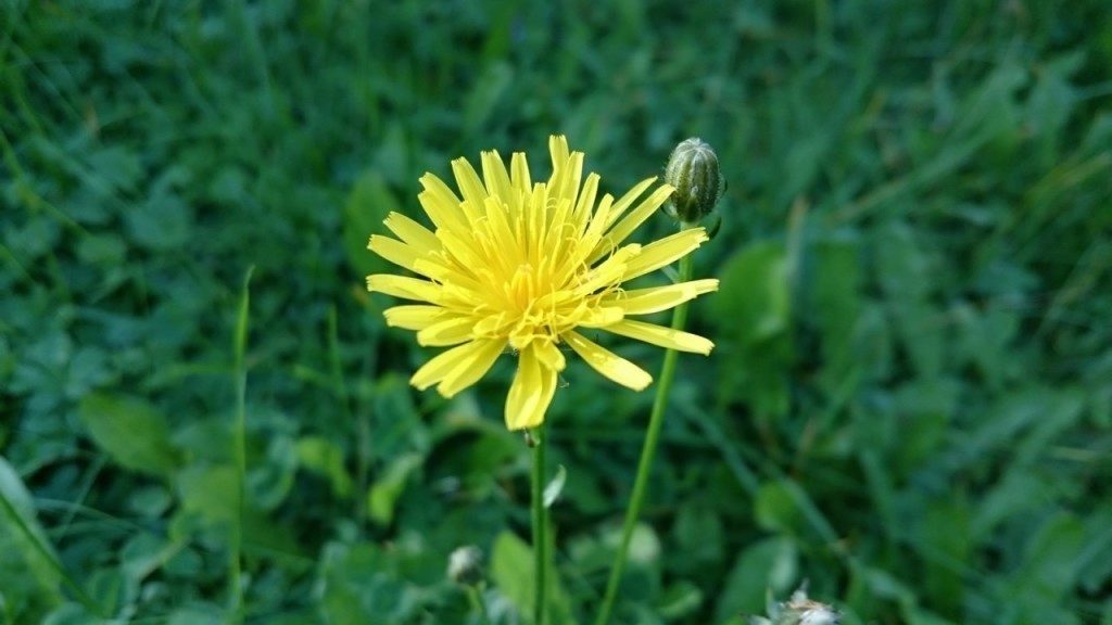 sony xperia z3 compact porizene fotografie 23