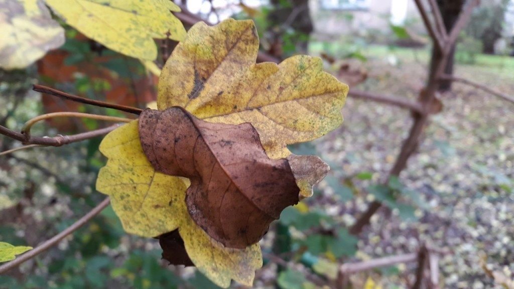 samsung galaxy alpha ukazka fotografii 18