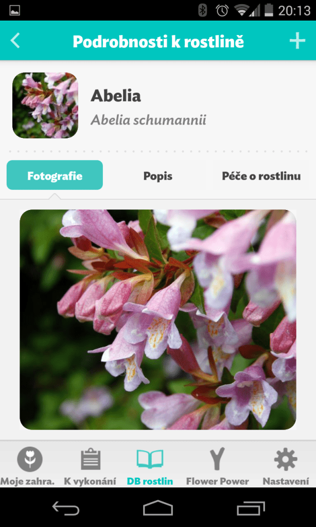 Flower Power fotografie kytky