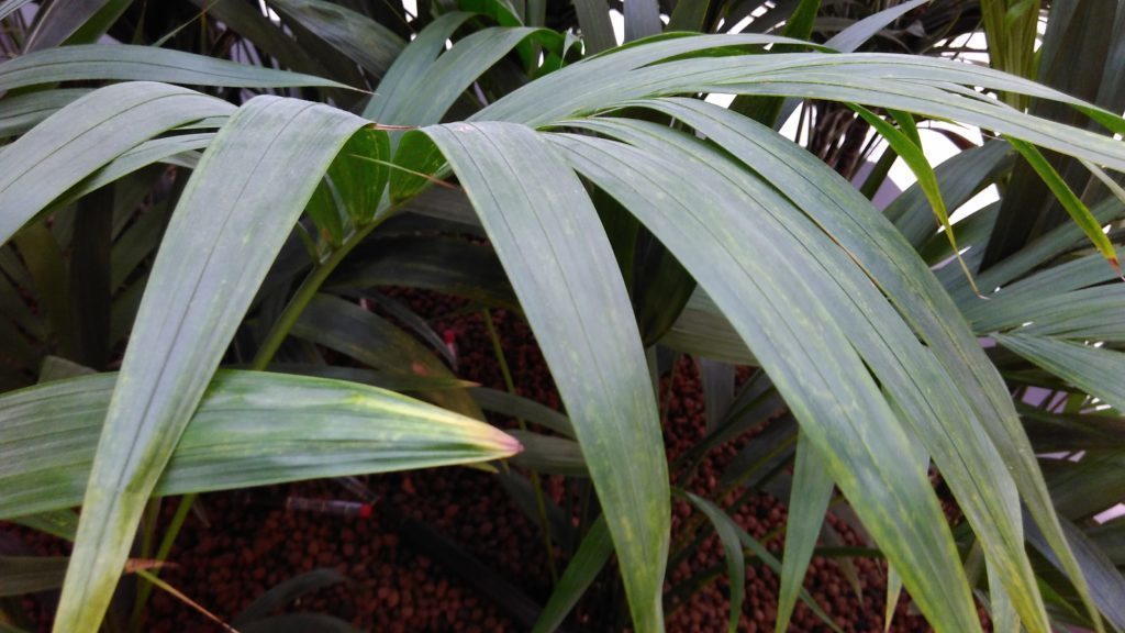 Xiaomi Redmi 2 pořízené fotografie 12