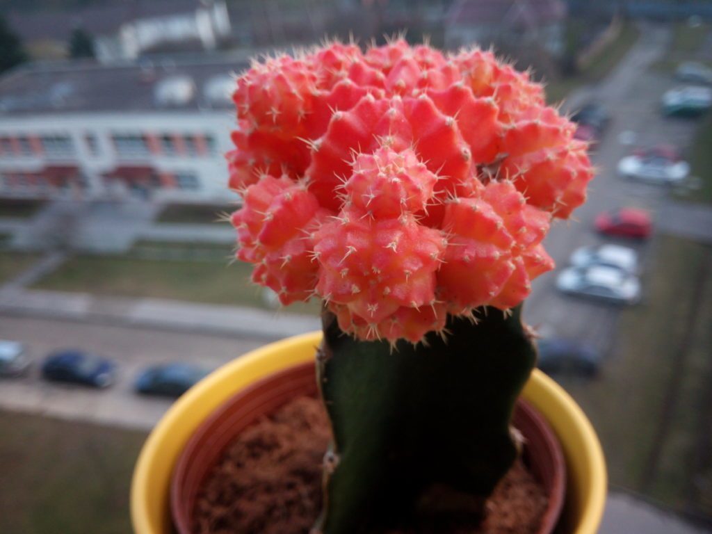 iNew V3 Plus pořízená fotografie 23