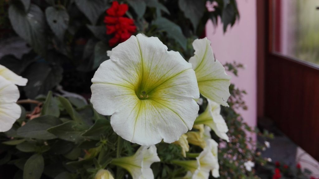 Huawei P8 Lite test foto 19