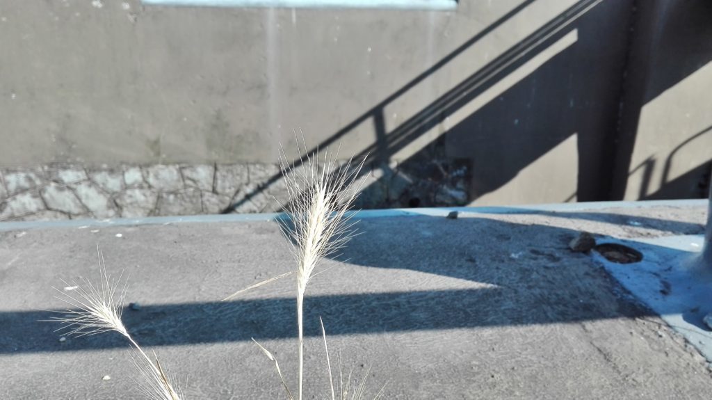 Huawei P8 Lite test foto 5