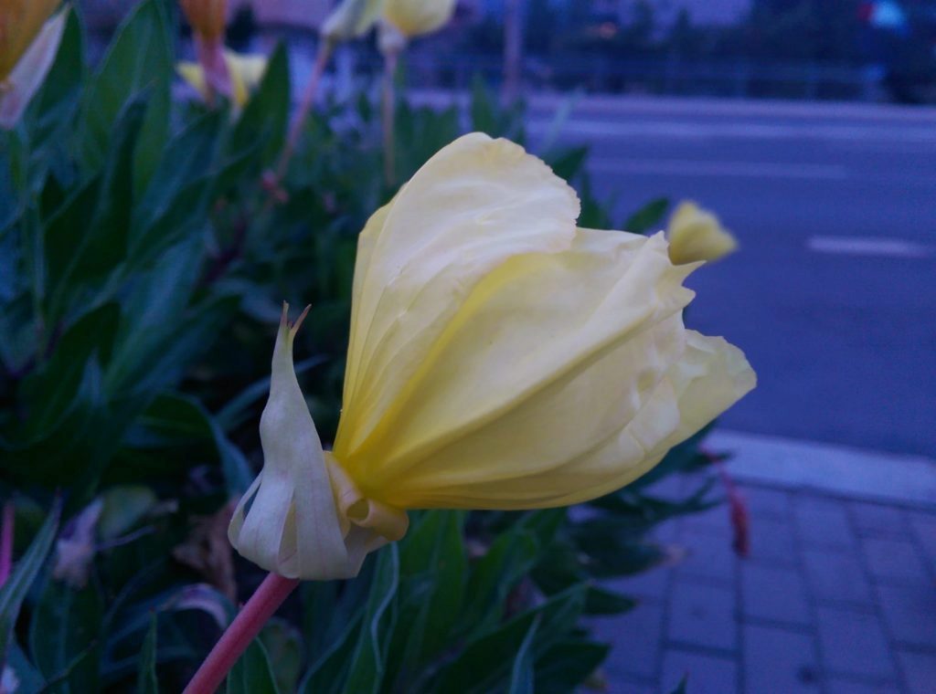 HTC OneM8 fotka makro