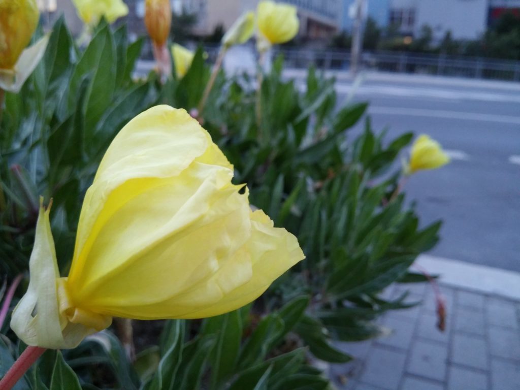 LG G3 fotka makro
