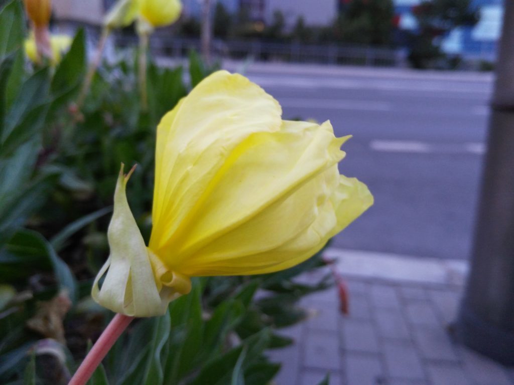 LenovoVibeShot fotka makro