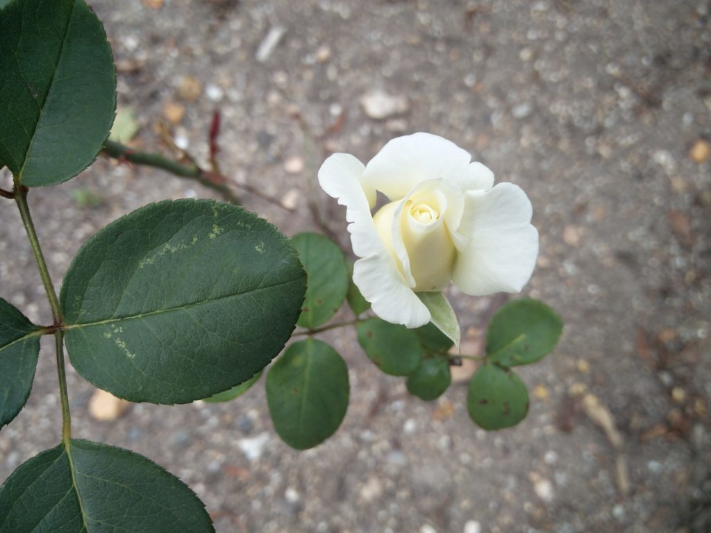 OnePlus 2 Pořízené fotografie 8