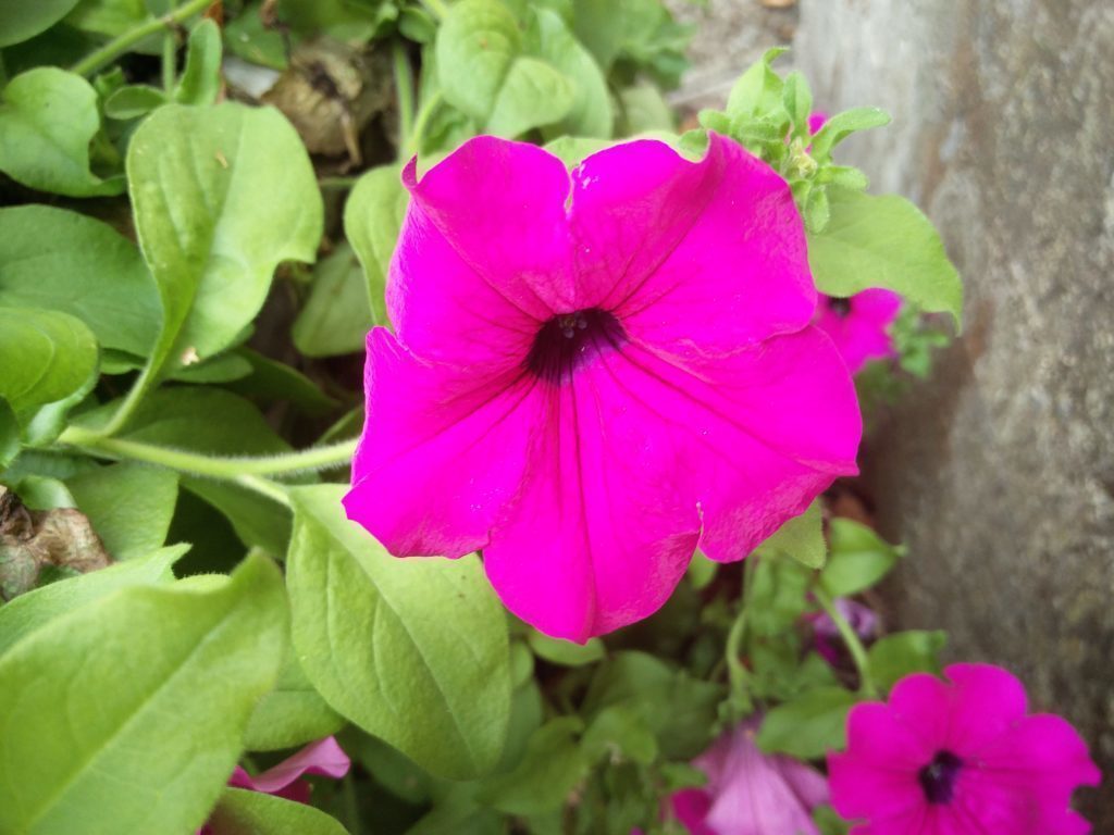 OnePlus 2 Pořízené fotografie 9