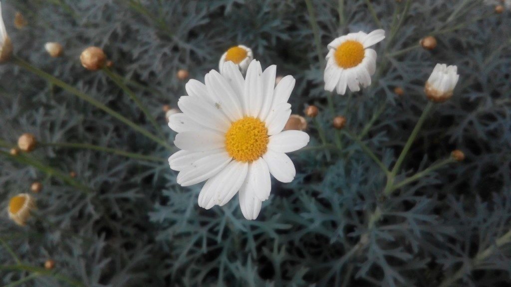 acer liquid e700 ukazkove fotografie 10