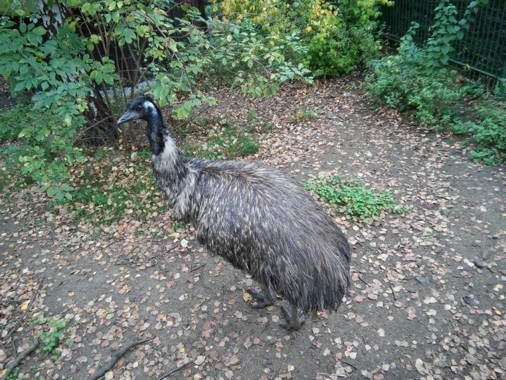 lg g3s porizene fotografie 5