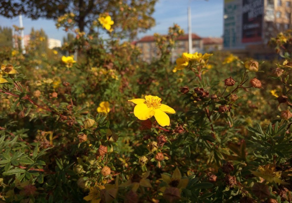 HTC One E9 makro fotka