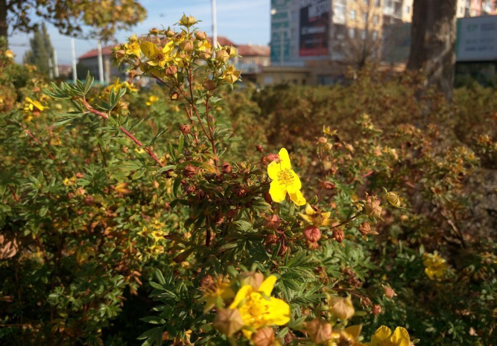 HTC One E9 makro fotka 2