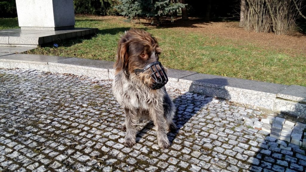 Lenovo Vibe X2 pořízené fotografie 9