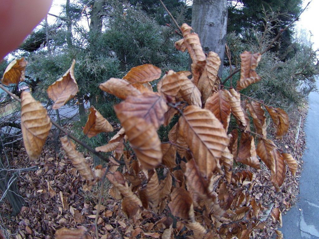 Rollei AC420 foto 12