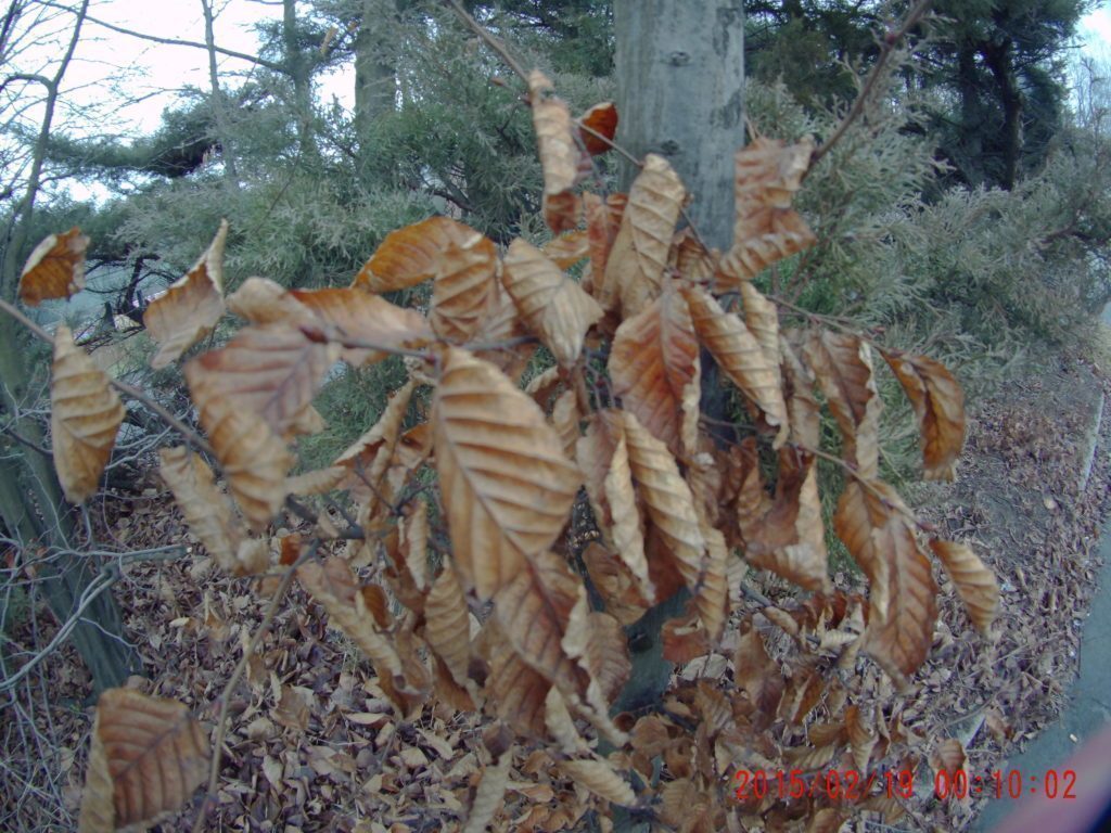 SJCAM 500X Elite foto 16