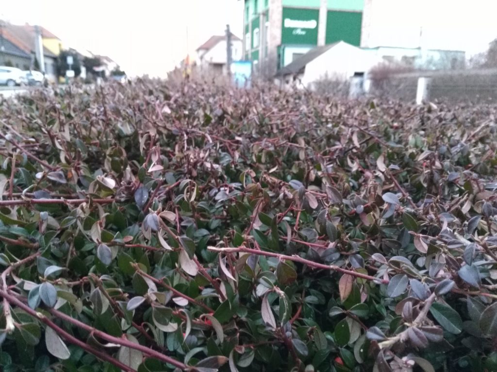 Honor 5x fotka z fotoaparátu 2 1