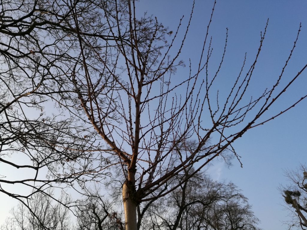 Huawei Mate 8 test foto 12