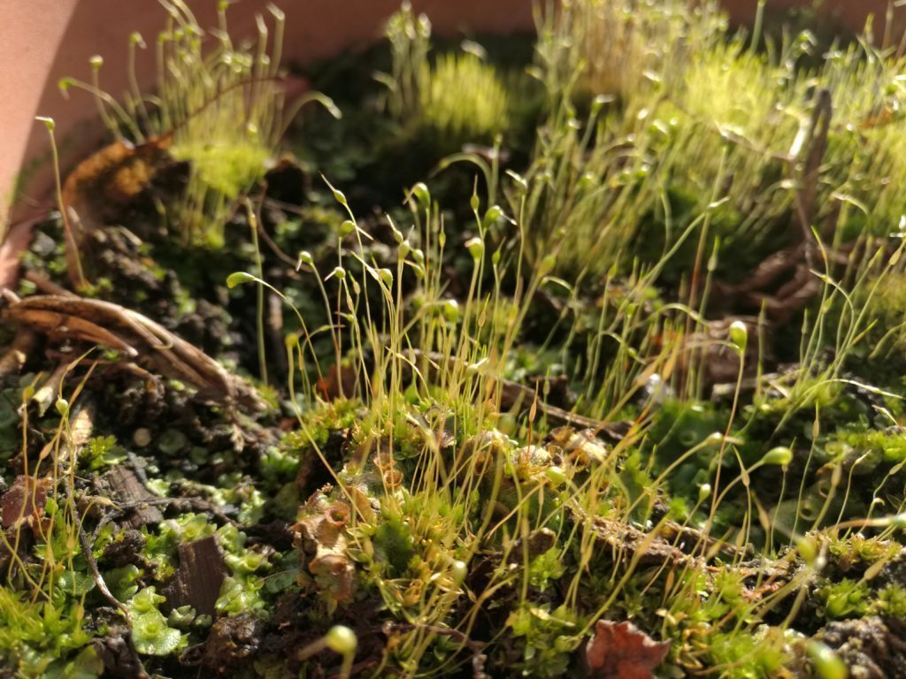 Huawei Mate 8 test foto 4