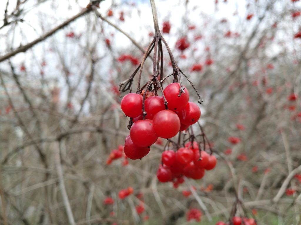 Huawei Mate 8 test foto 7