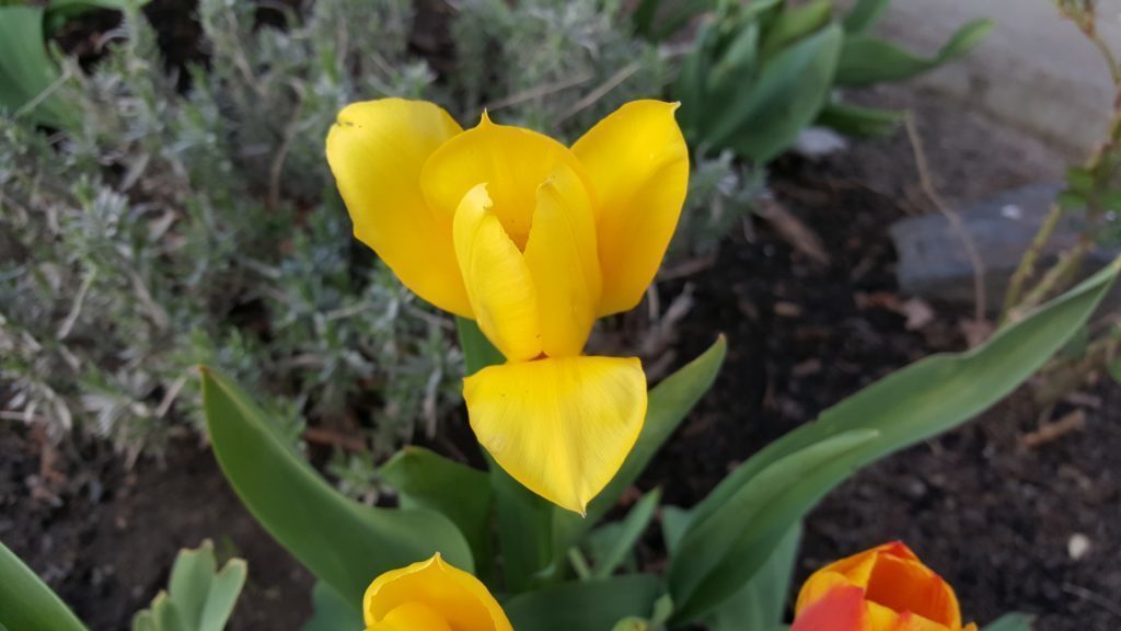 Samsung Galaxy S6 Edge pořízené fotografie 4