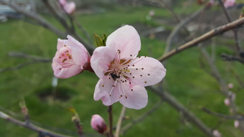 Samsung Galaxy S6 Edge pořízené fotografie 5