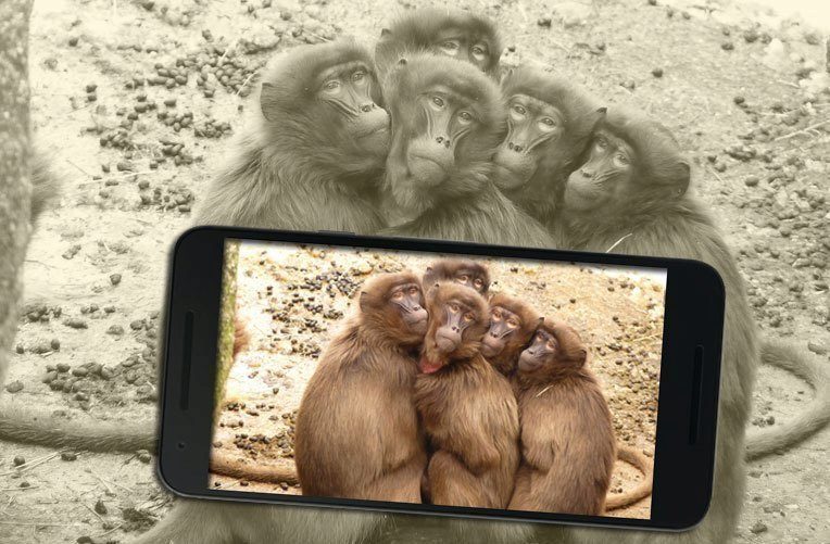 selfies ico 1