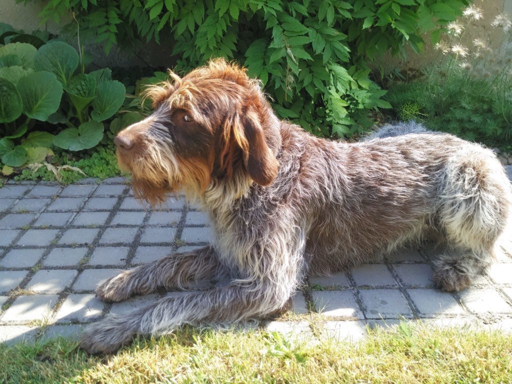 Xiaomi Mi4i pořízené fotografie 15