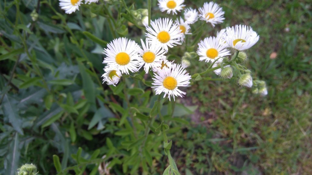 Sony Xperia M4 Aqua pořízené fotografie 1