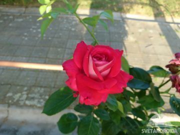 Sony Xperia X foto 11