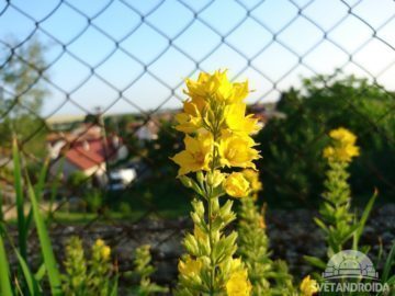 Sony Xperia X foto 13