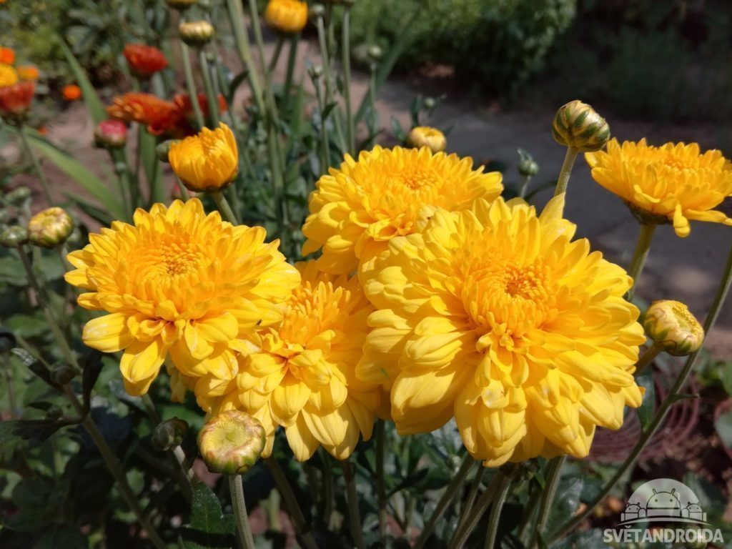 Honor 7 Lite test foto 12