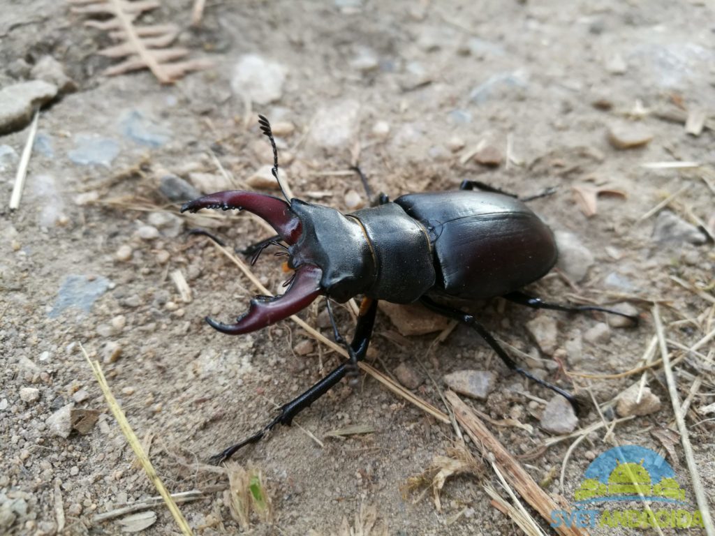Honor 8 porizene fotorafie 14