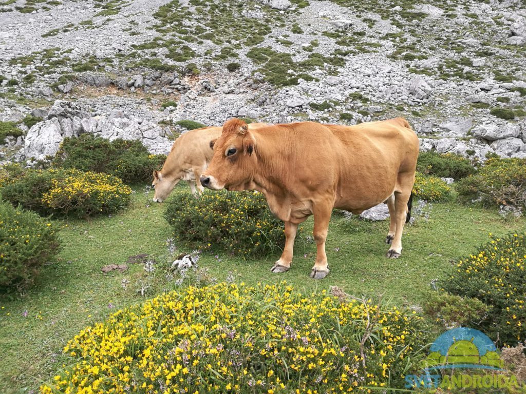 Honor 8 porizene fotorafie 19
