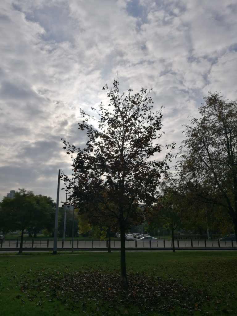1 DEN3 Honor 8