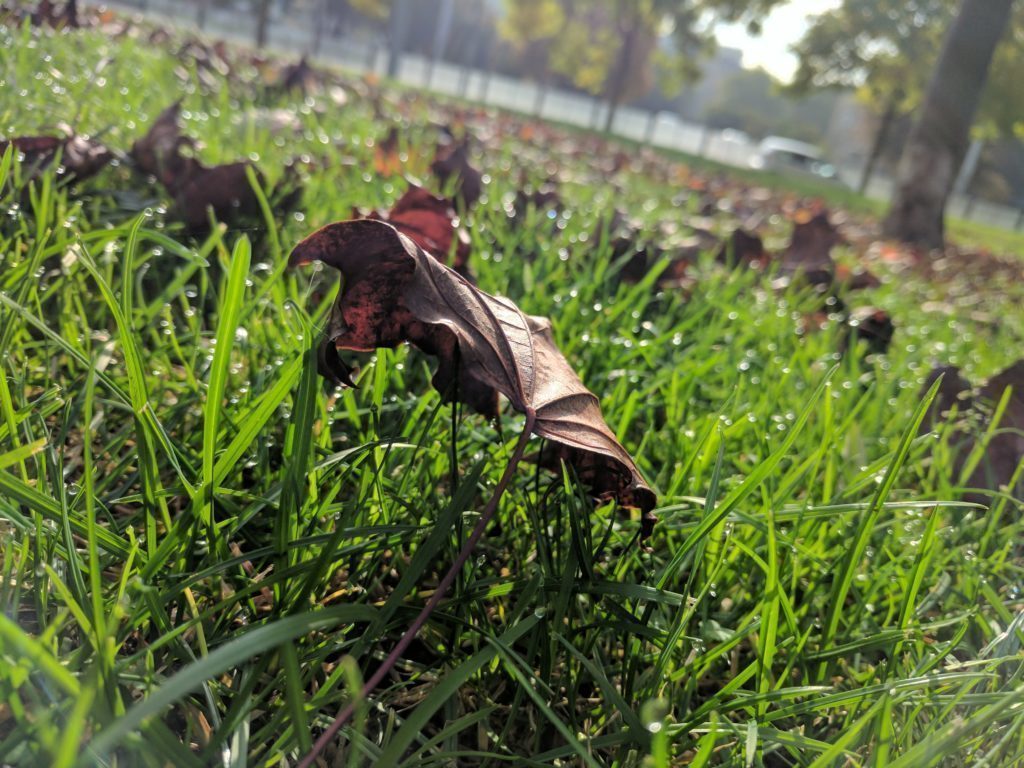 2 DEN3 Google Pixel