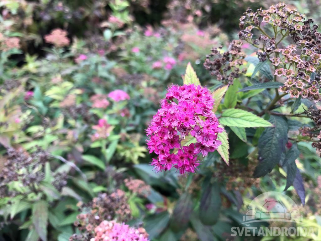 Apple iPhone 7 Plus porizene fotografie 22