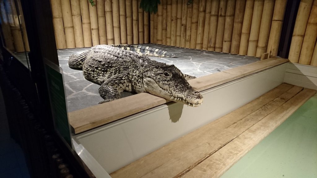 Sony Xperia Z5 pořízené fotografie dobré světlo 3