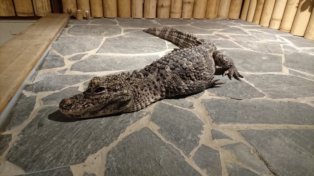 Sony Xperia Z5 pořízené fotografie dobré světlo 4