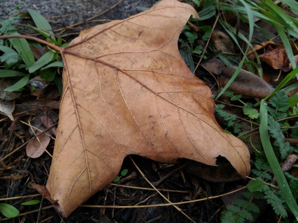 Asus ZenFone 2 Laser ukázkové fotografie 6