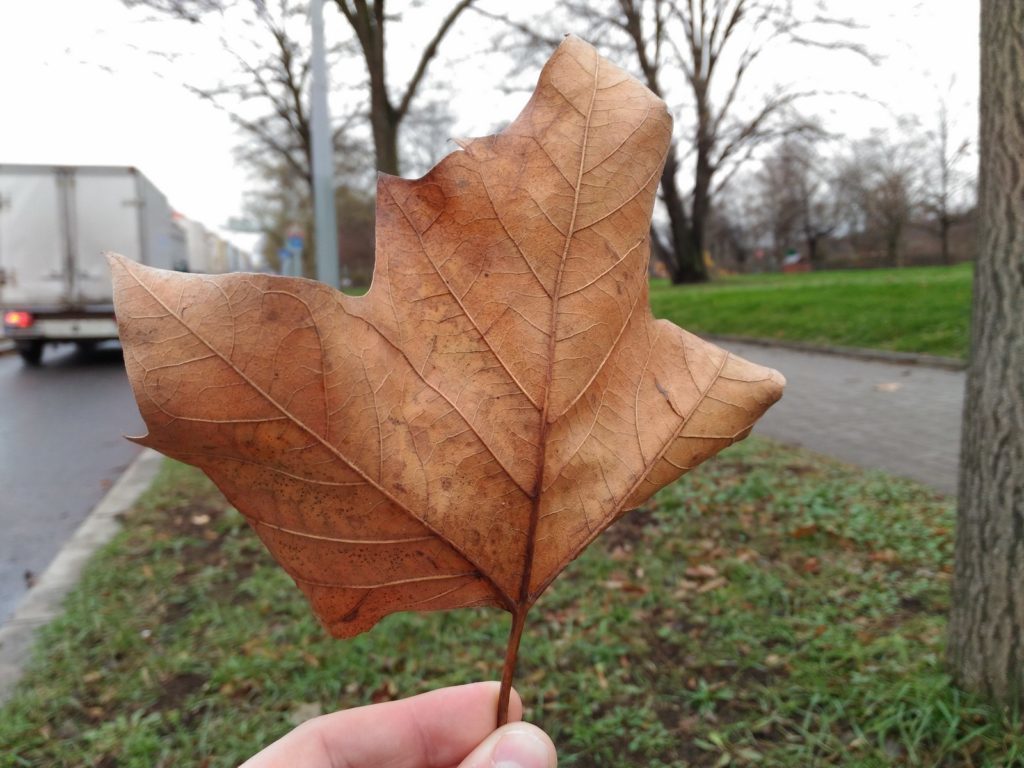 Asus ZenFone 2 Laser ukázkové fotografie 7