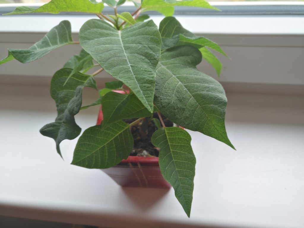 Huawei Nova Plus foto 9